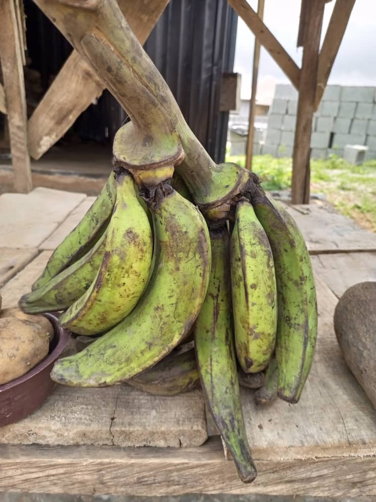 A bunch of quality Plantain is available at Efritin